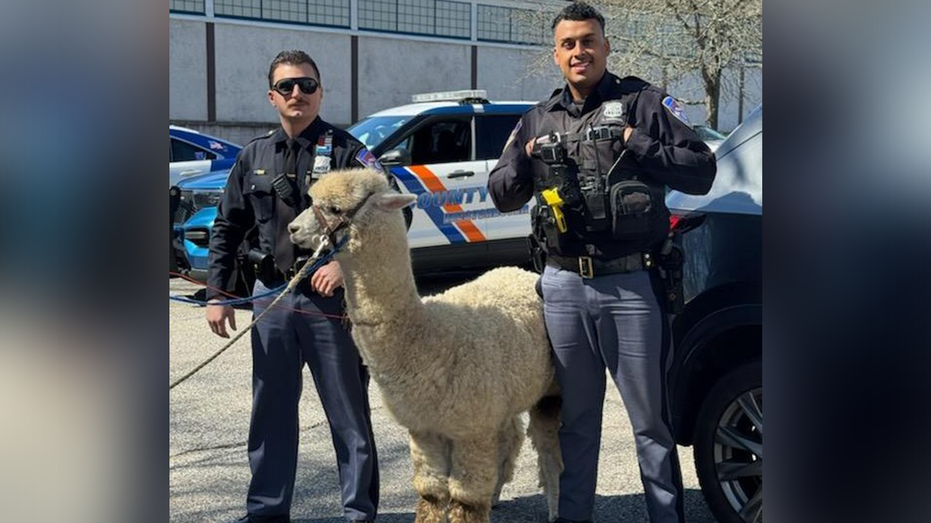 New York Police Successfully Capture Escaped Alpaca in Westchester County